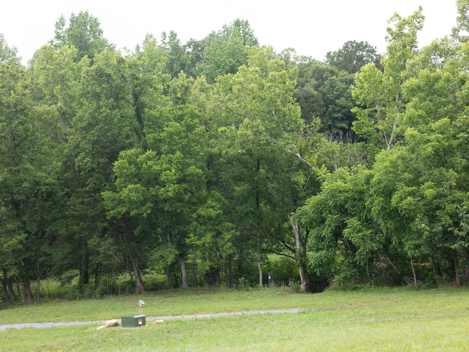The grassy campsite field and its tree line