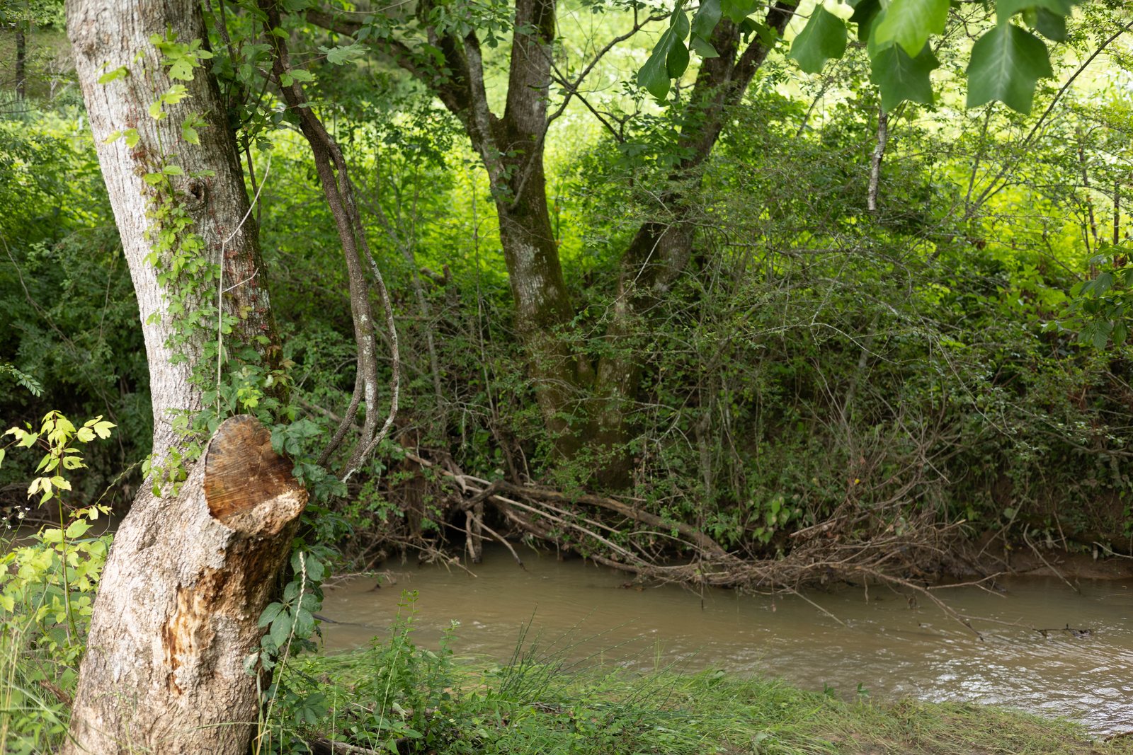The creek beside the campground, under shade trees
